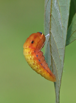 Palamedes Swallowtail caterpillar beginning to pupate